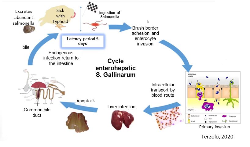 Salmonella Typhi Life Cycle Diagram